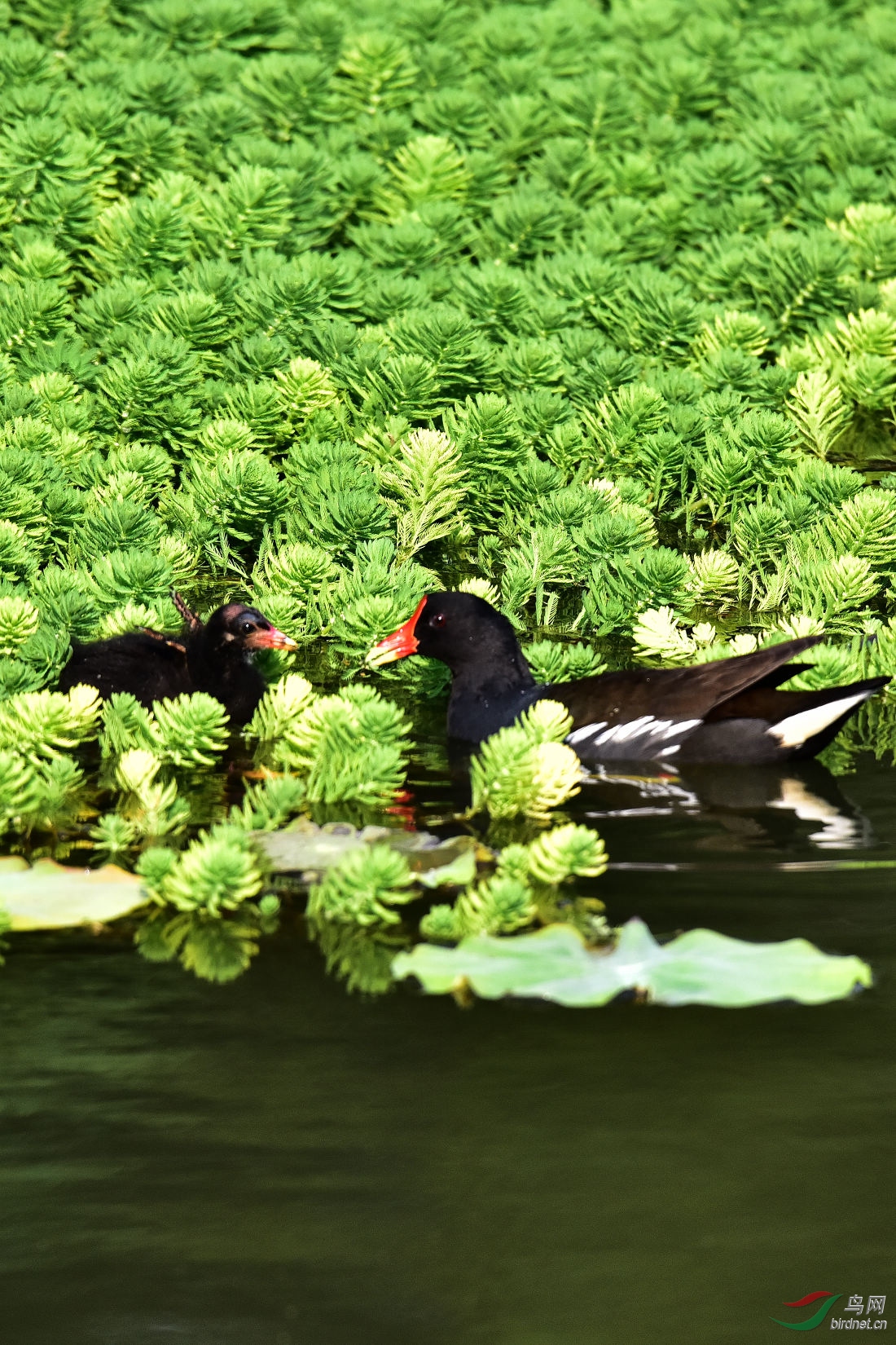DSC_0811.JPG