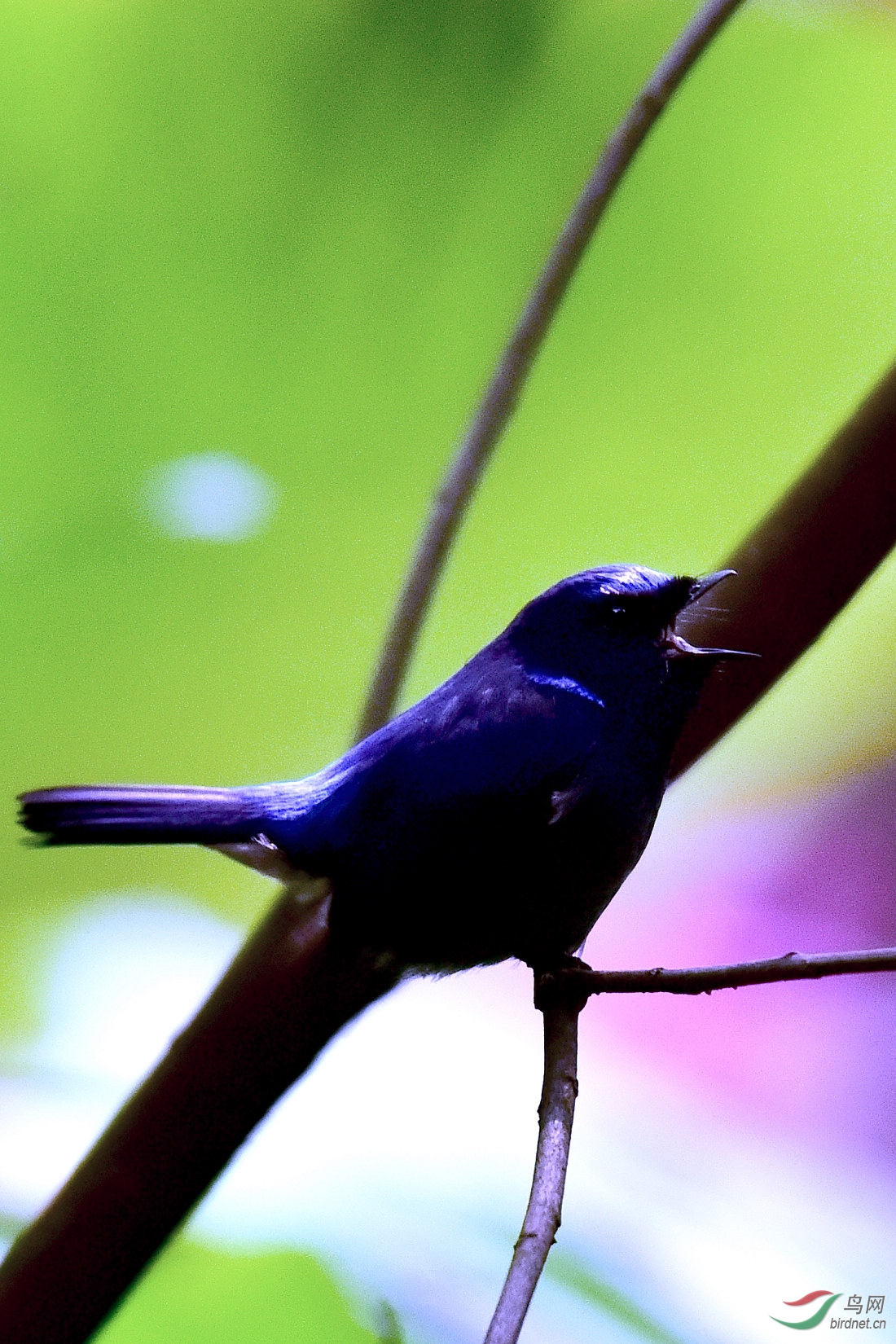 DSC_0412.JPG