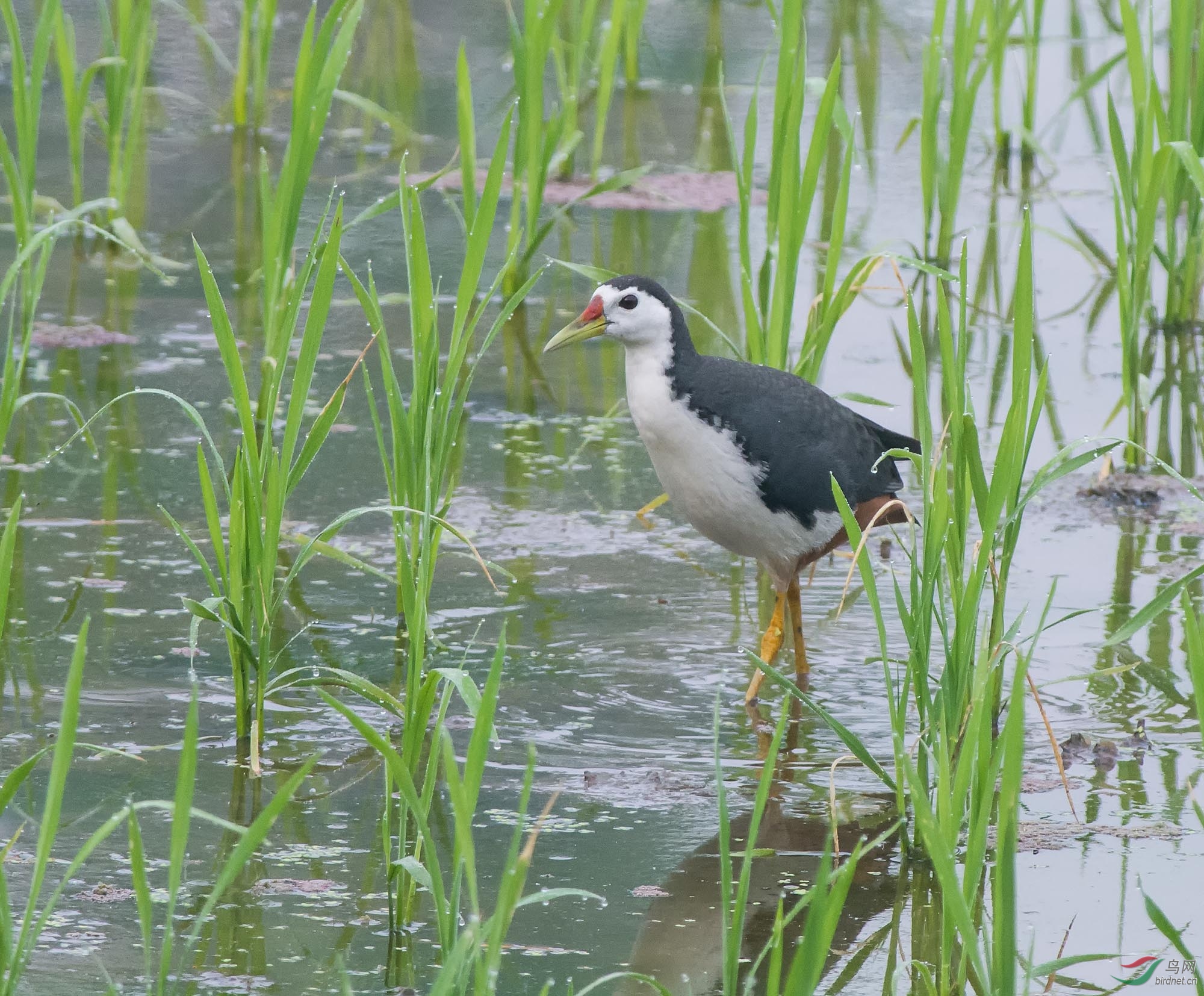 ���ؿ����  15��