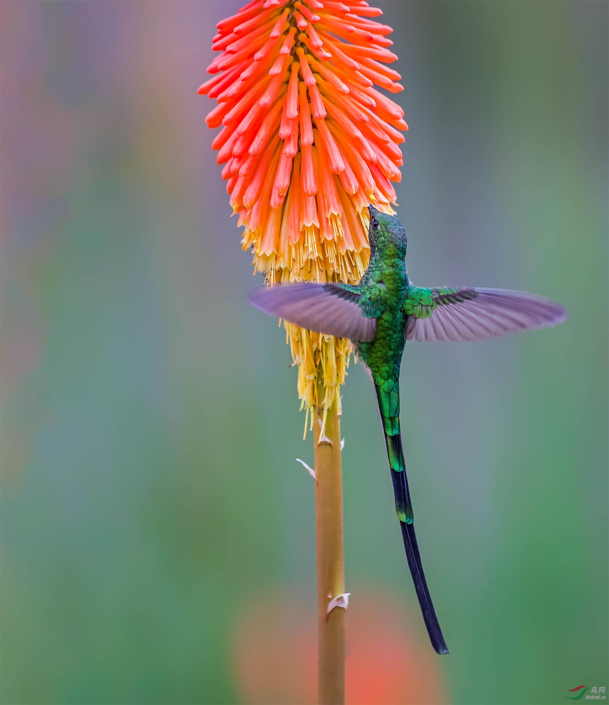 绿带尾蜂鸟 - 天津版 tianjin 鸟网