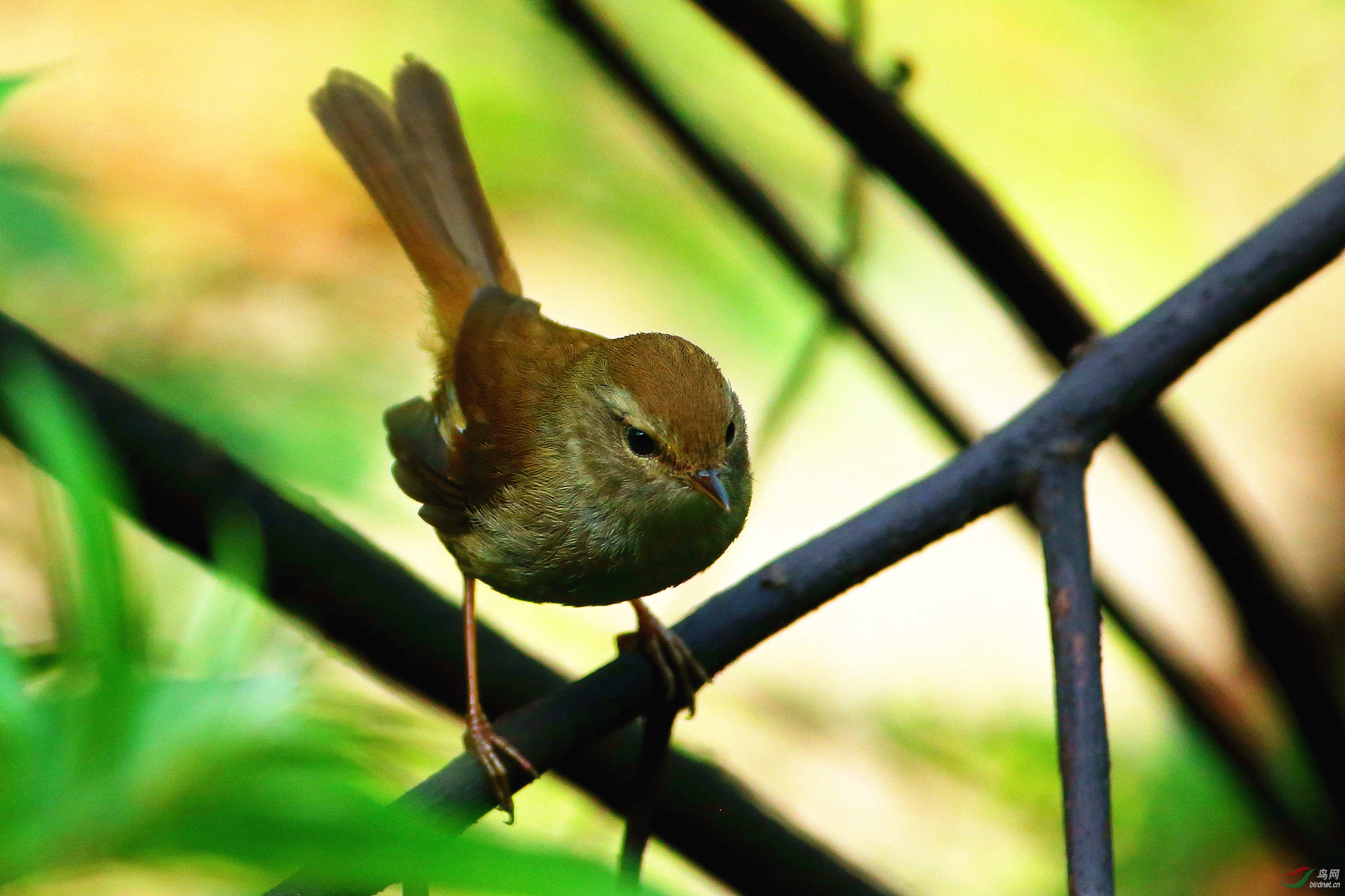 日本树莺 - 内蒙古版 neimenggu 鸟网