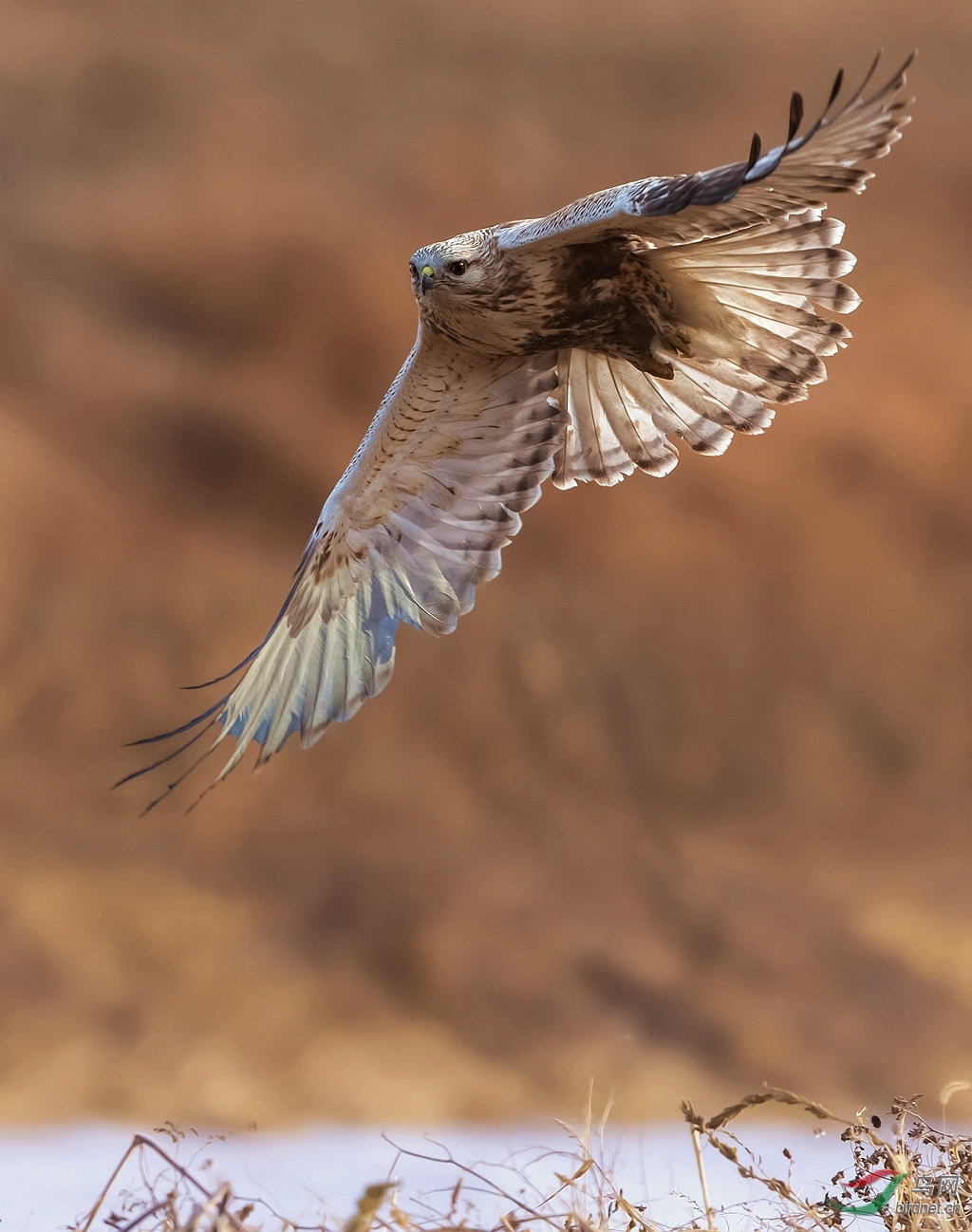 J4W1999_   ����Ӱ��      ���ɹŰ�.jpg