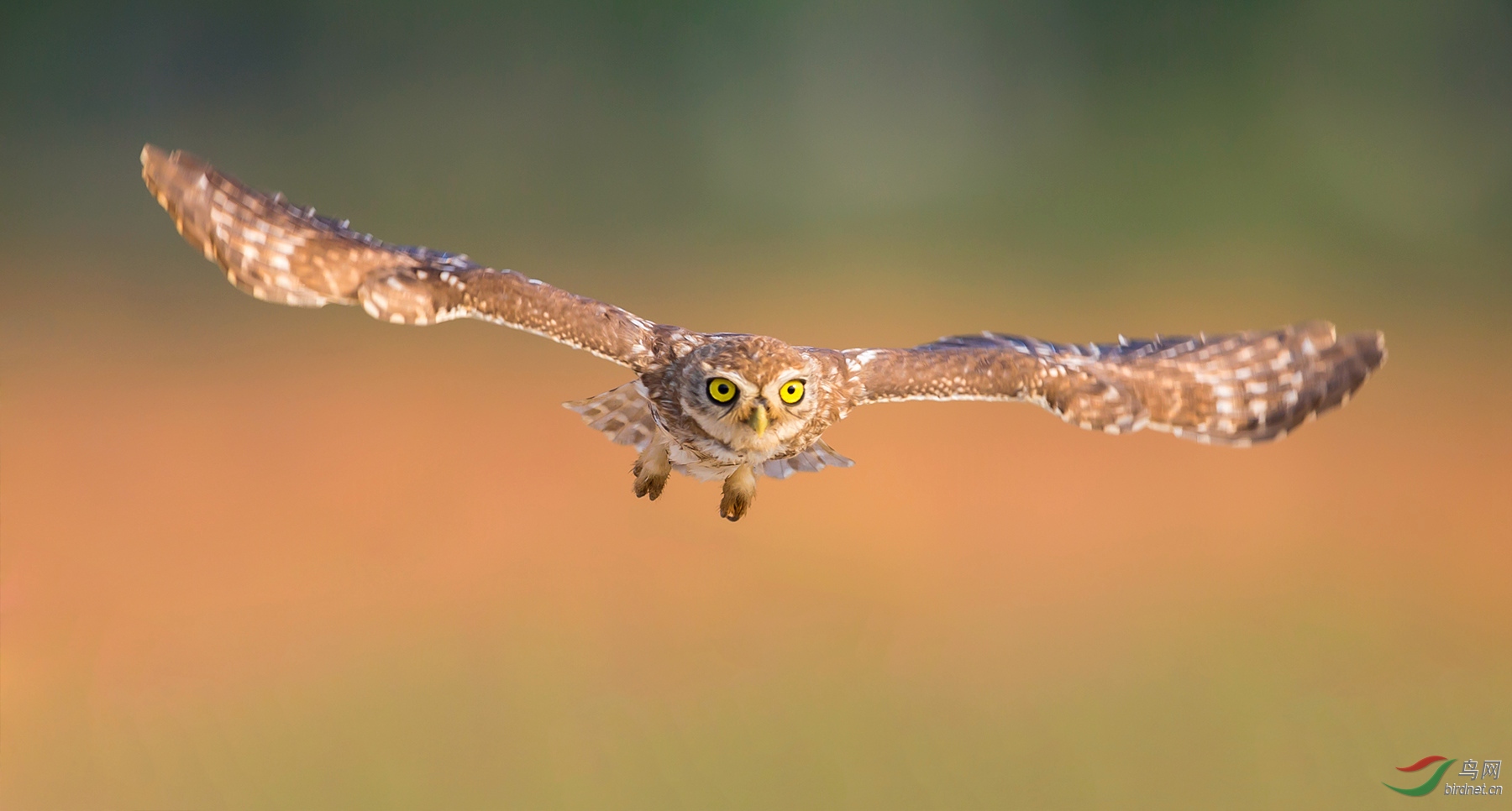 ���Ƹ�С�^