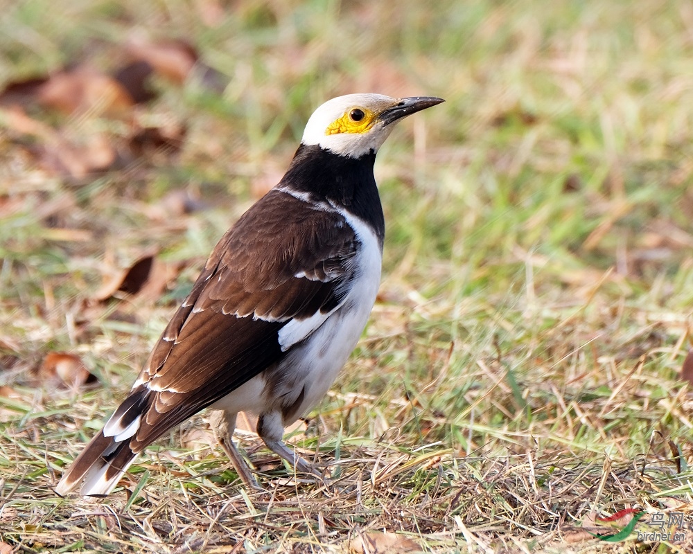黑领椋鸟blackcollaredstarling