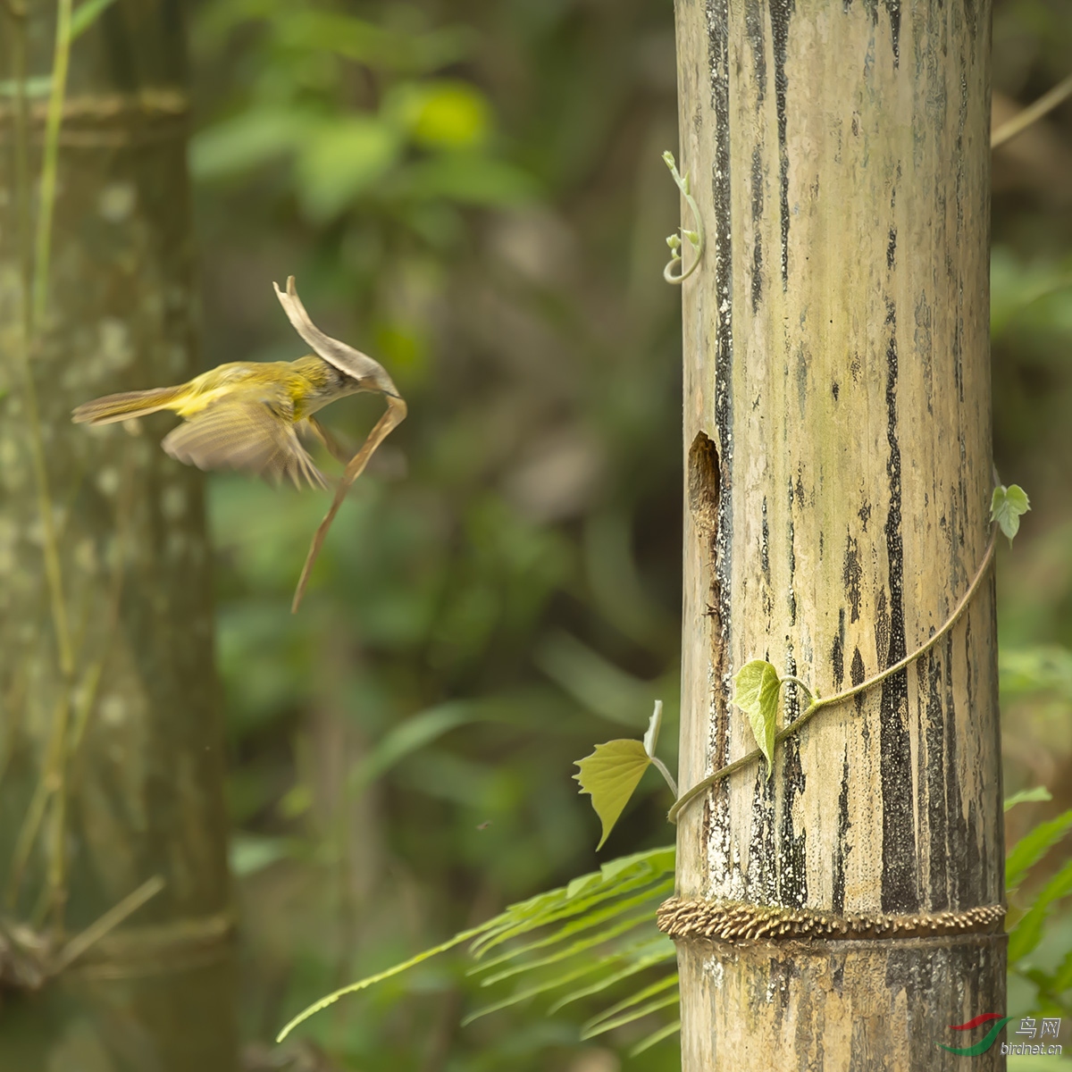 ͼ����ͼ����æµ�ĻƸ��Oݺ����Ҷ�����̵�����ֳɵķ��ӣ��罫��Ҷ���ĵ�ס�˻Ƹ��Oݺ���е�����������ײ ...