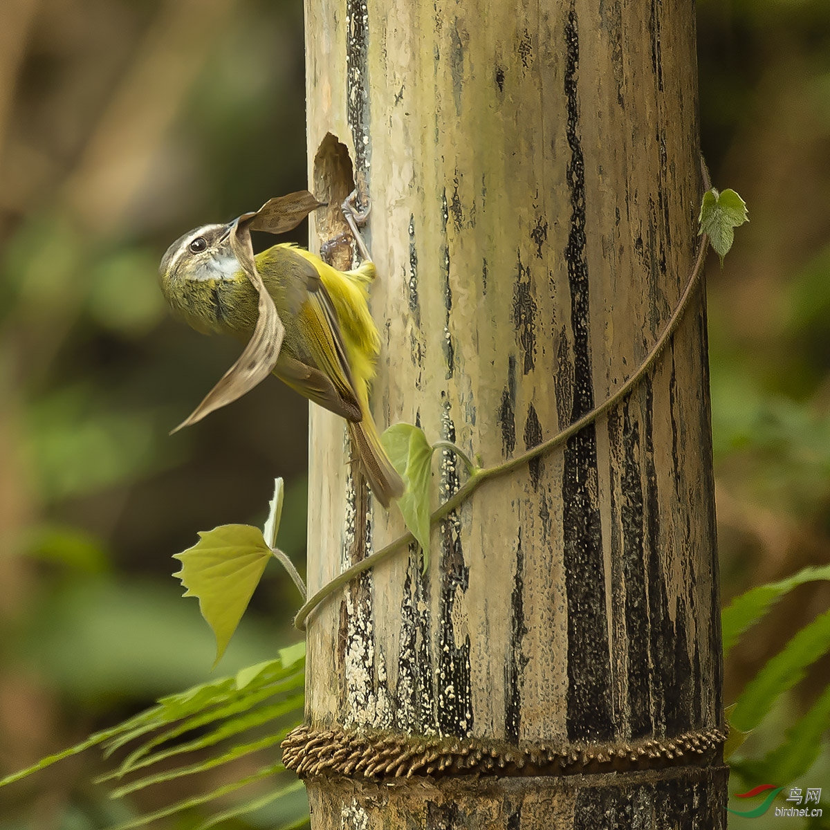 ͼ�ġ�ͼ�壺��ײ�εĻƸ��Oݺת��һȦ�����ҵ��˶��ڣ�����������ص�Ҷ����������������ϲϲ��װ���ⲻ�� ...
