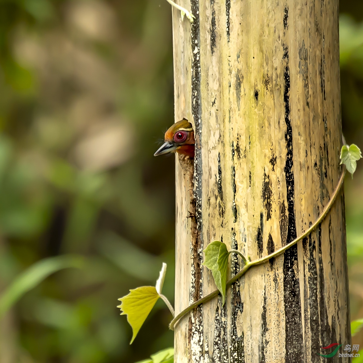 ͼʮ����ؼ�԰�İ�ü����ľ�����Լ����·��ȴ�������ĵ�������