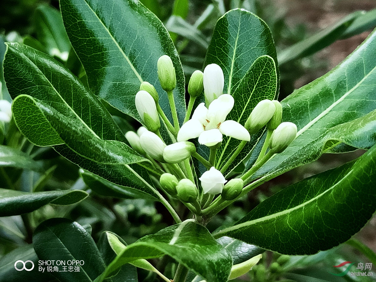 【手机拍摄】《光叶海桐》