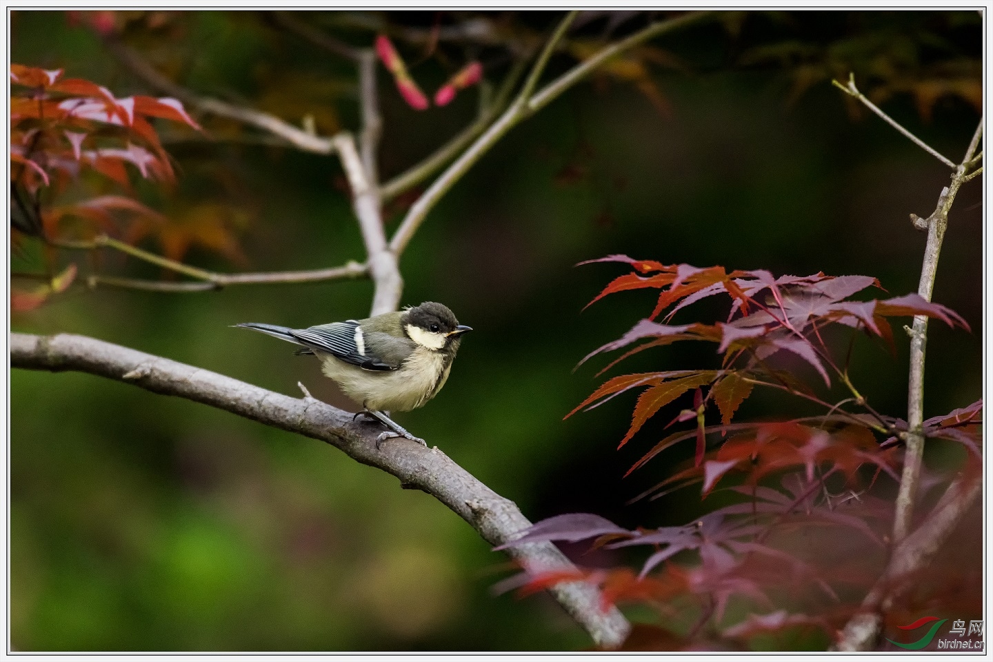 DSC_6032.jpg