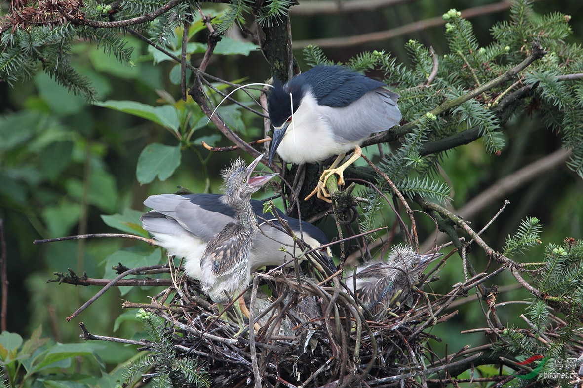 夜鹭育雏
