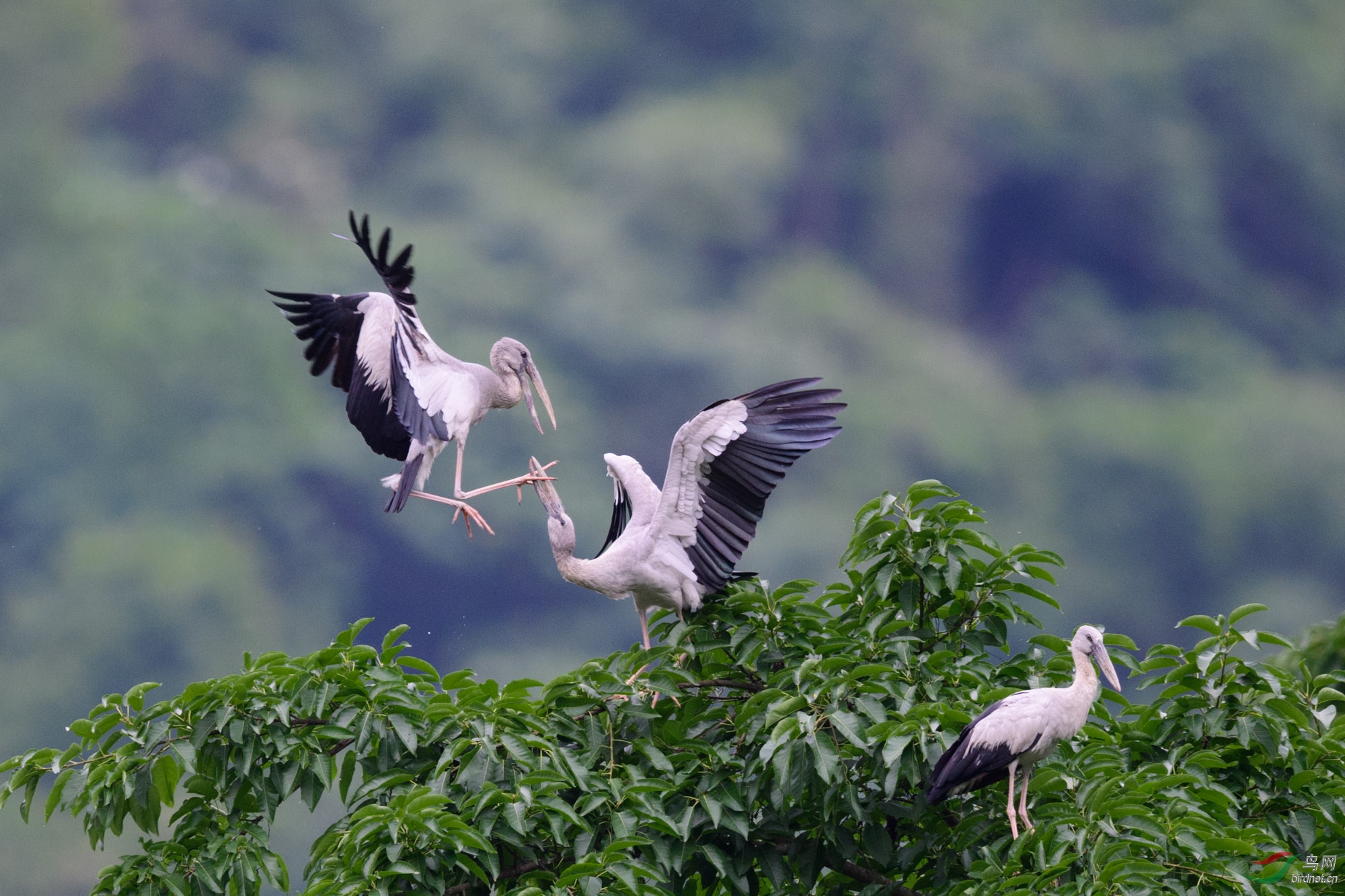 给老子让开 - 尼康专栏 鸟网
