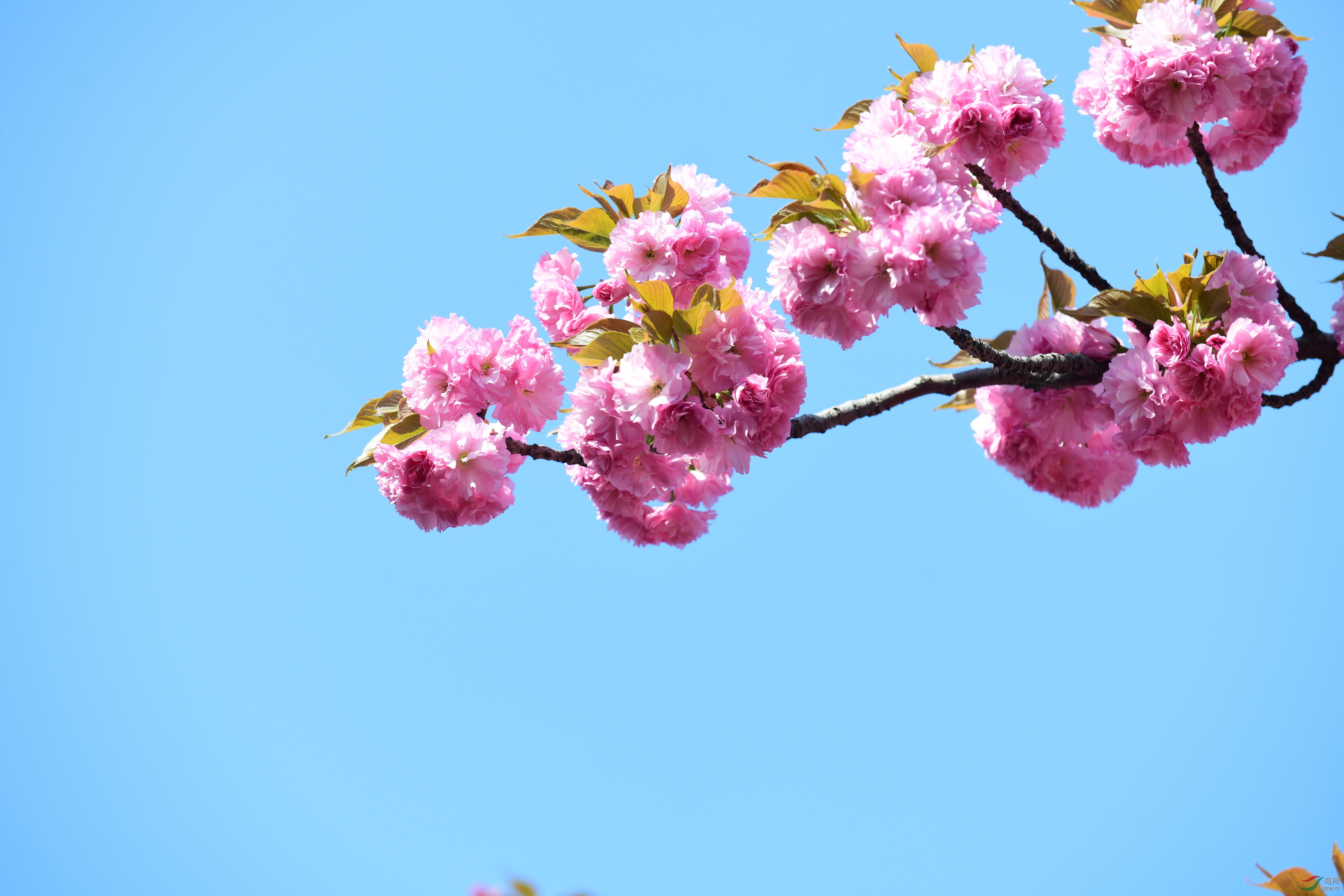 红花绿叶送给你