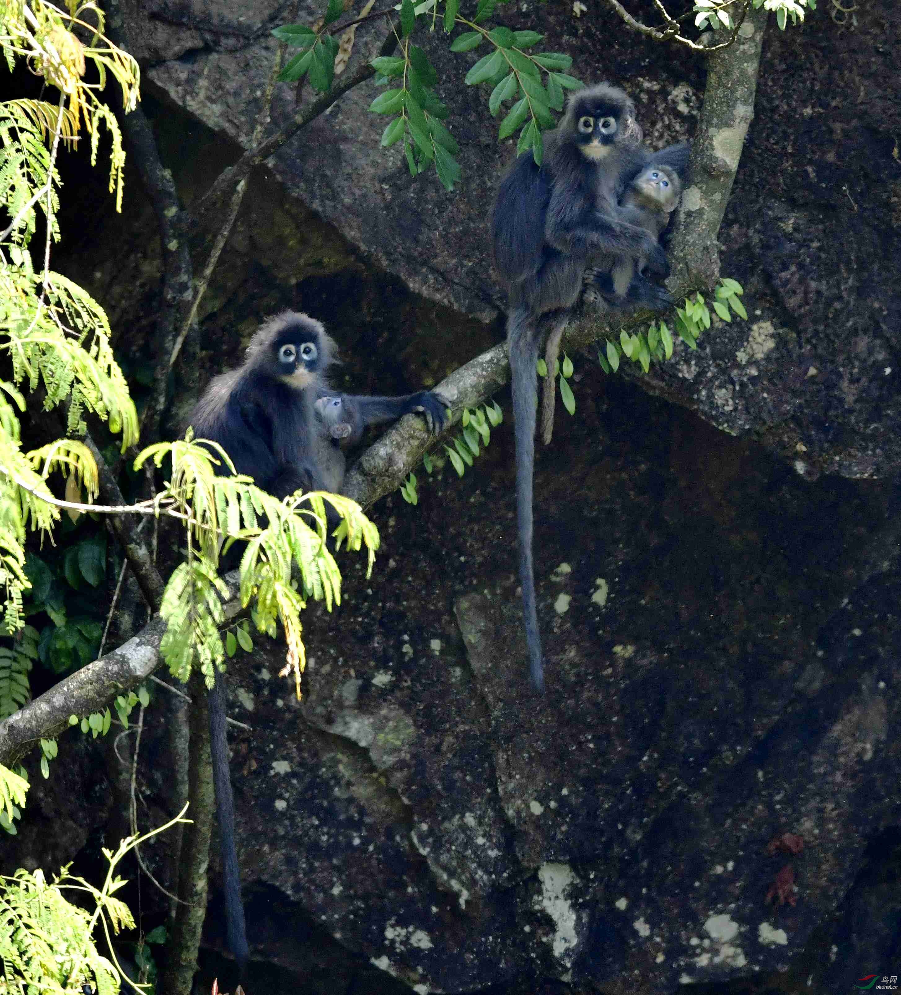 母子情 菲氏叶猴 - 国家重点保护动物 鸟网
