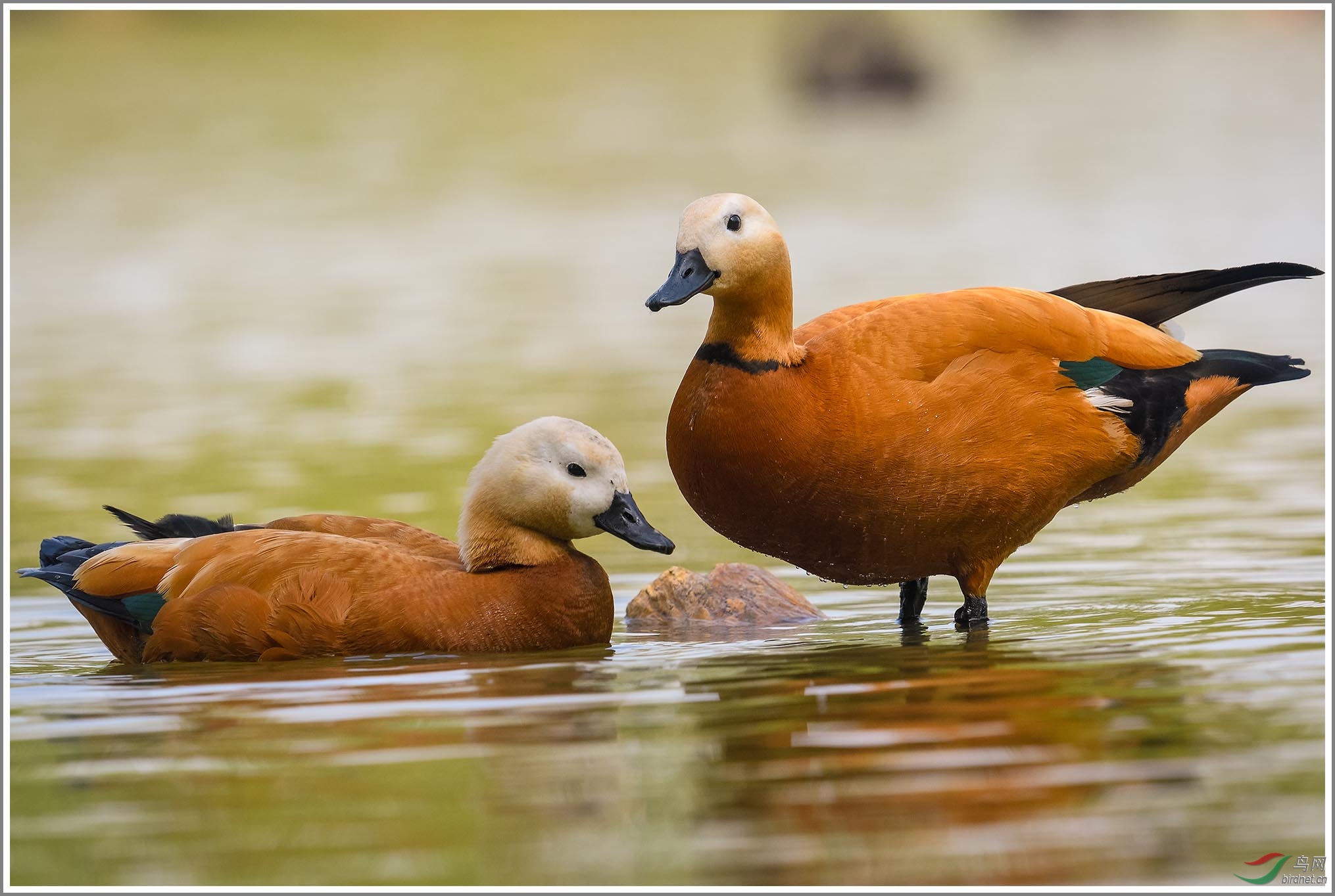 ��_XUX2732��Ϊ���ܶ���-1 2000.jpg