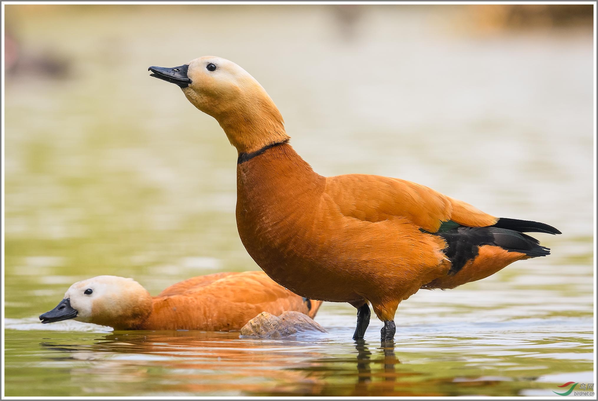 ��_XUX2756��Ϊ���ܶ���-1 2000.jpg