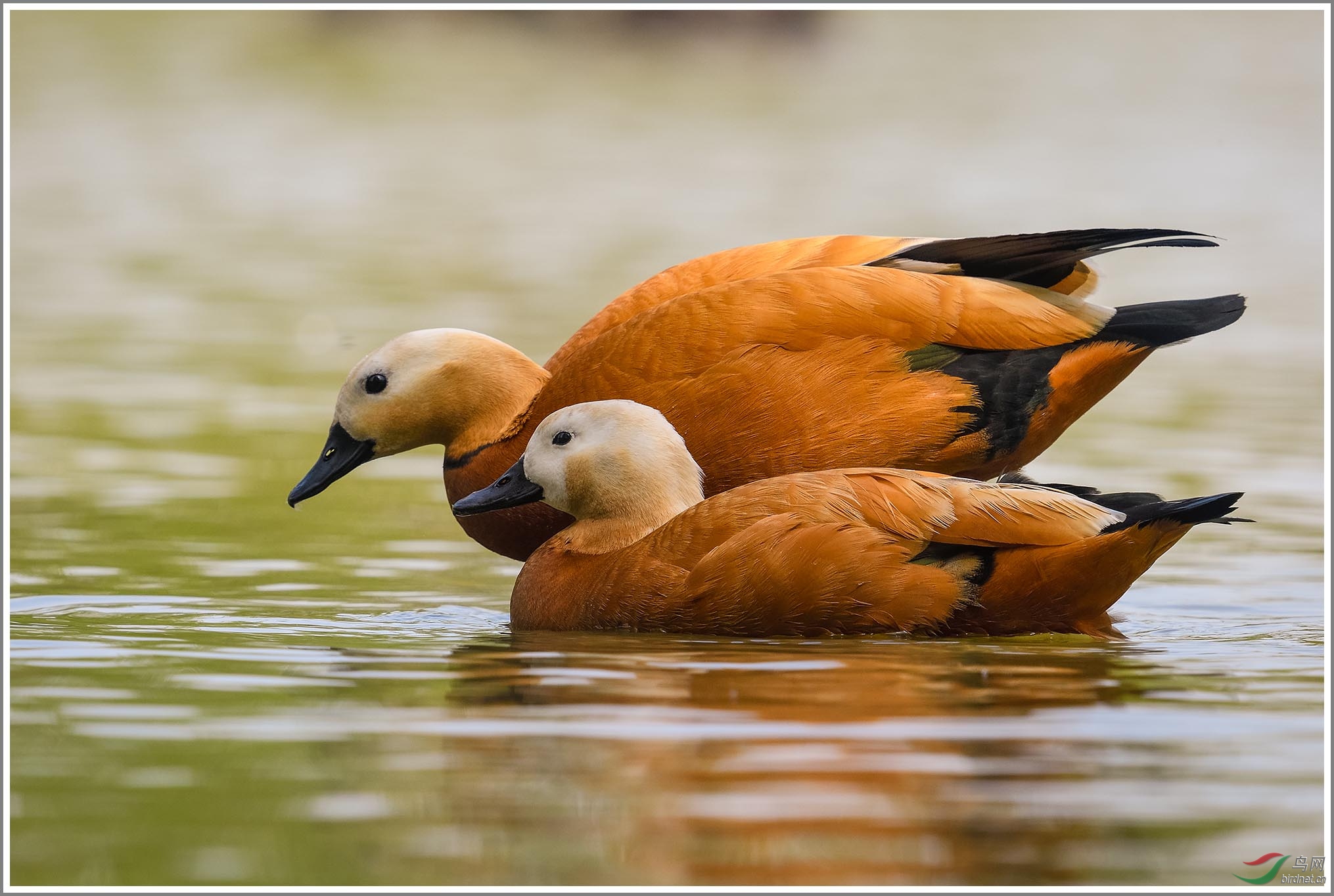 ��_XUX2749��Ϊ���ܶ���-1 2000.jpg