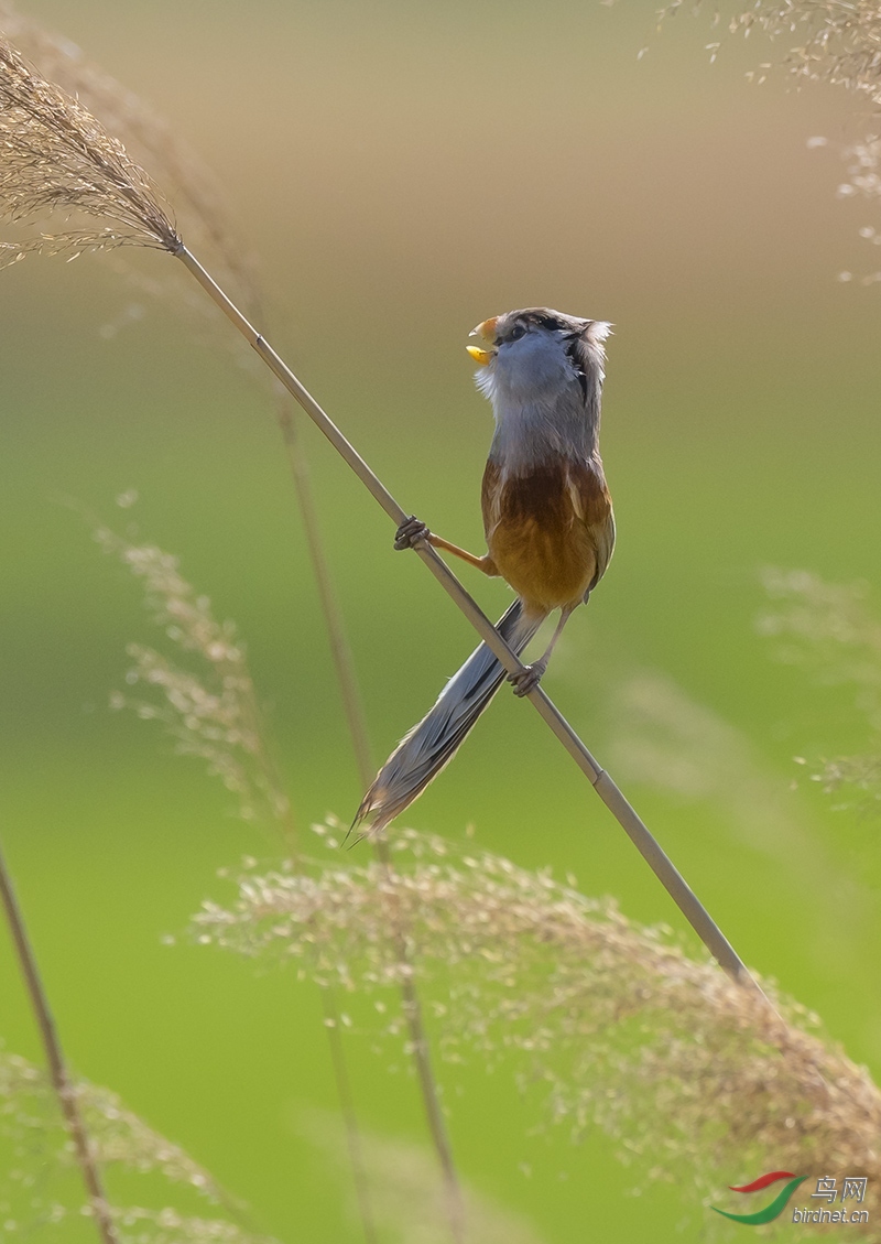 震旦鸦雀 - 尼康专栏 鸟网