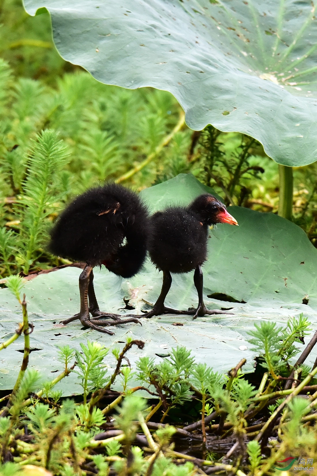 DSC_0836.JPG