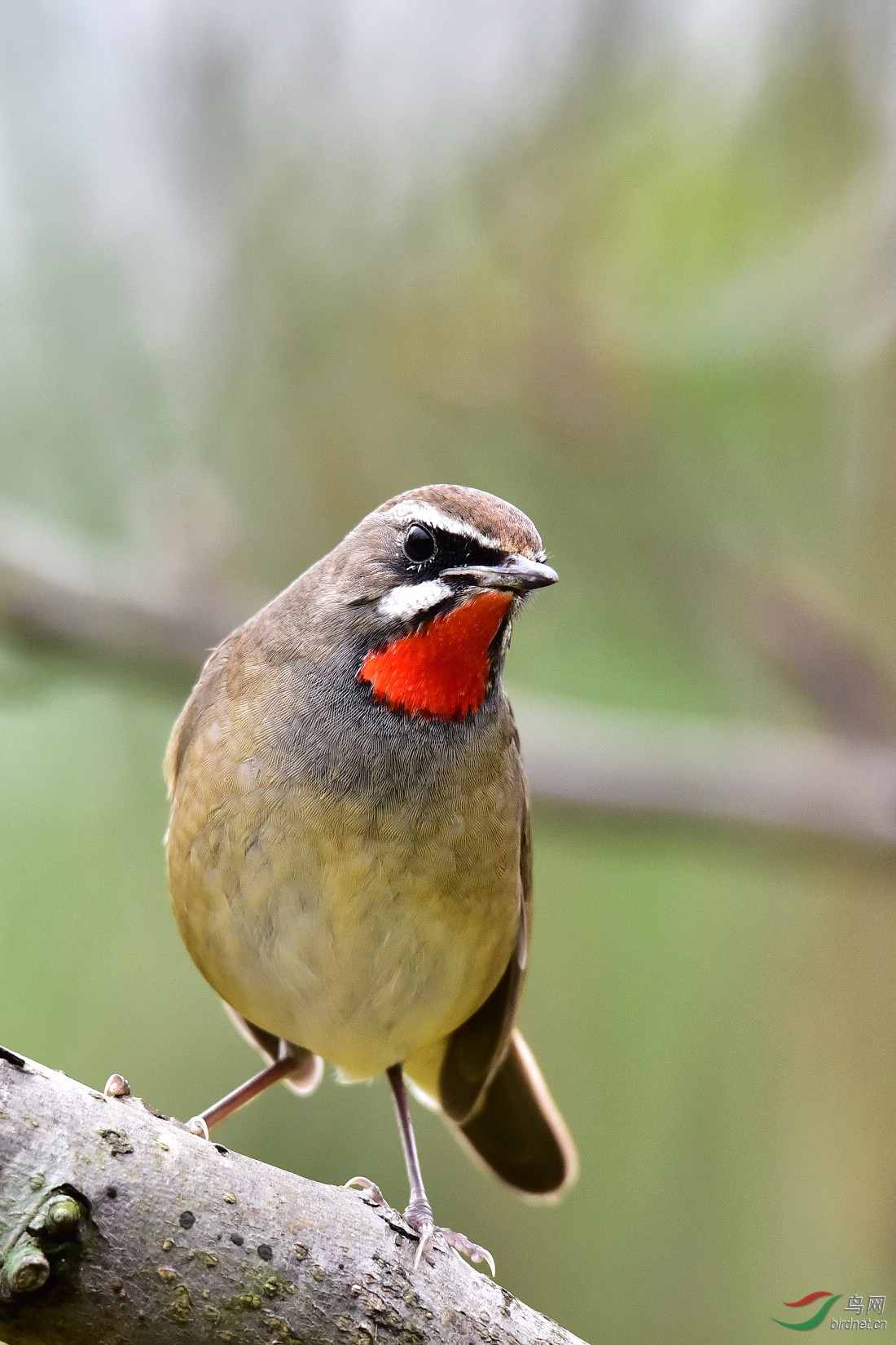 DSC_0439.JPG