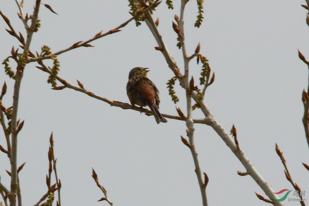 2��3��һֻ��