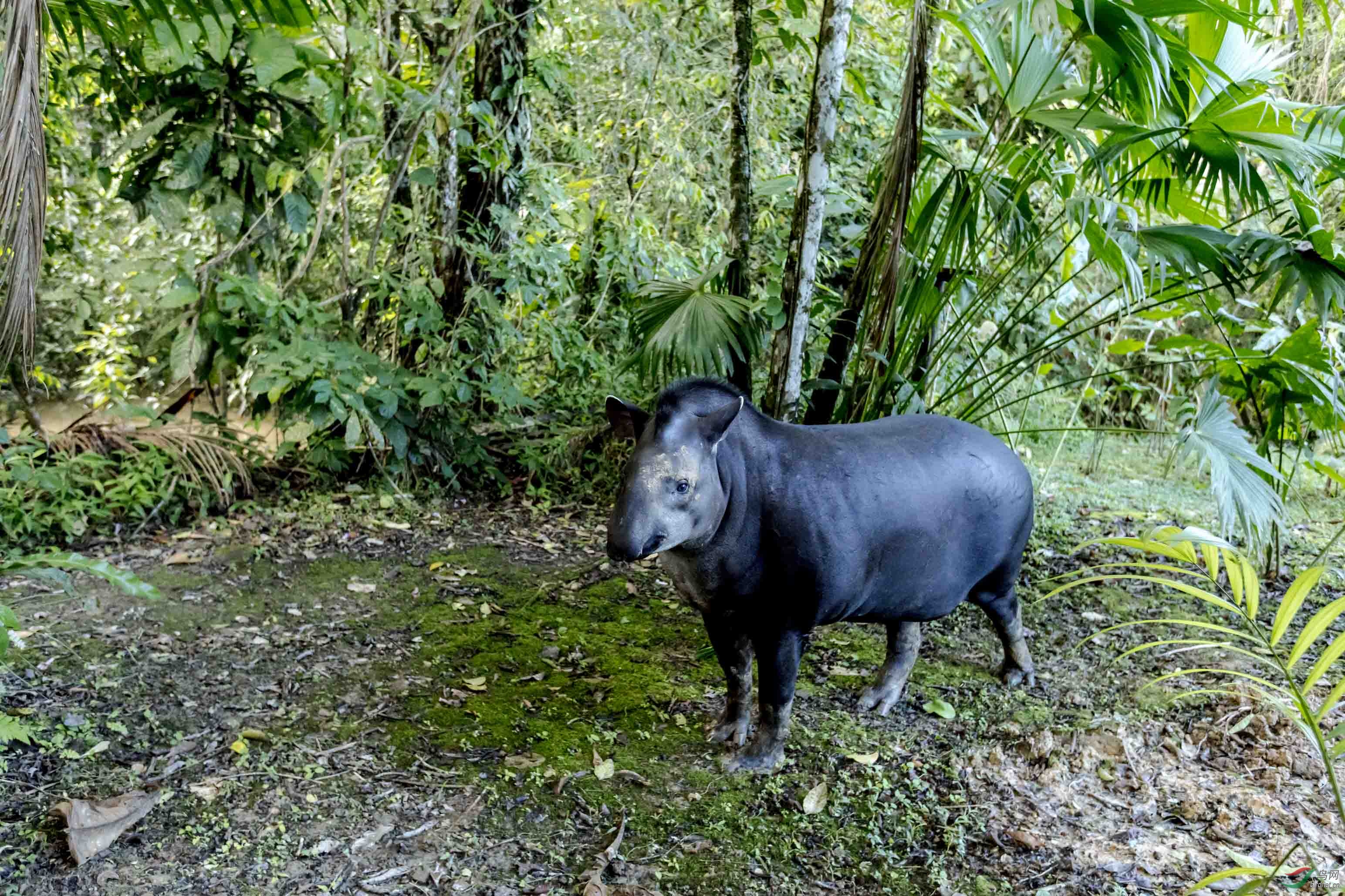 巴西貘的图片图片