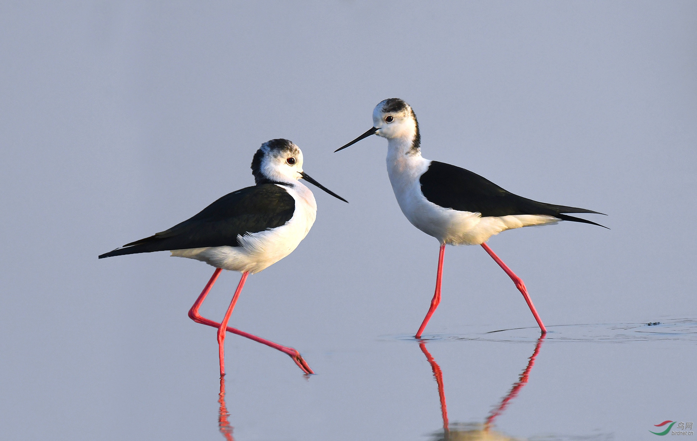 慢舞(黑翅长脚鹬)