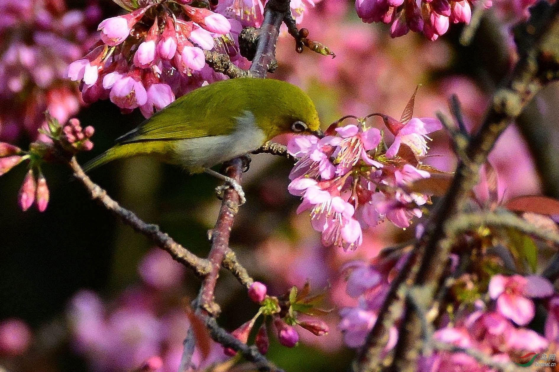 DSC_6154.JPG