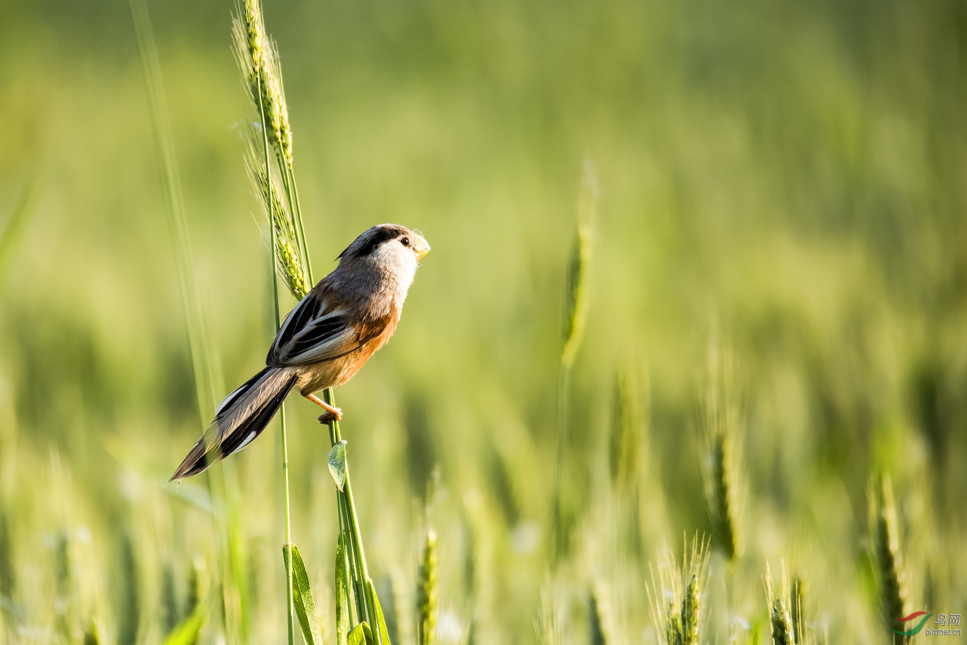 麦穗上的震旦雅雀 - 安徽版 anhui 鸟网