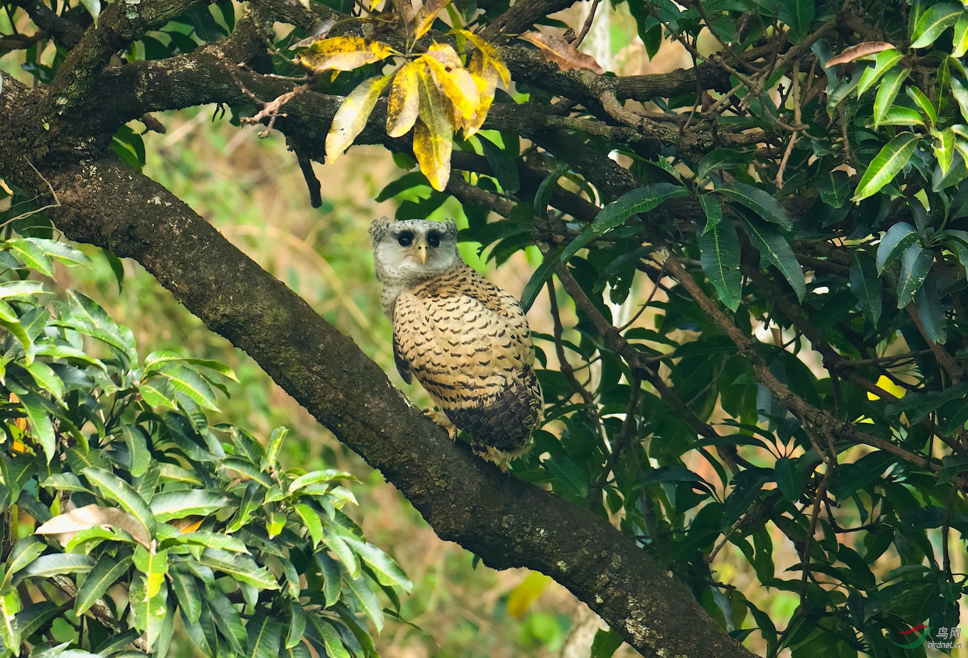 初涉世事(林雕鸮)