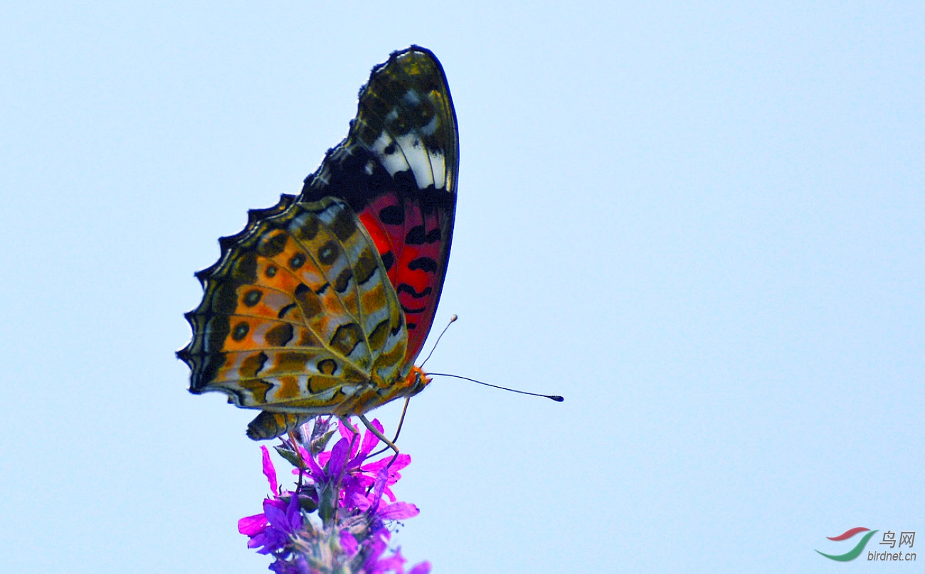 DSC_4124.JPG