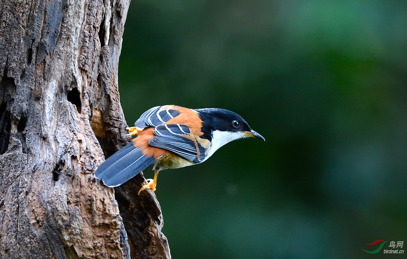 栗背奇鹛 - vip版 鸟网