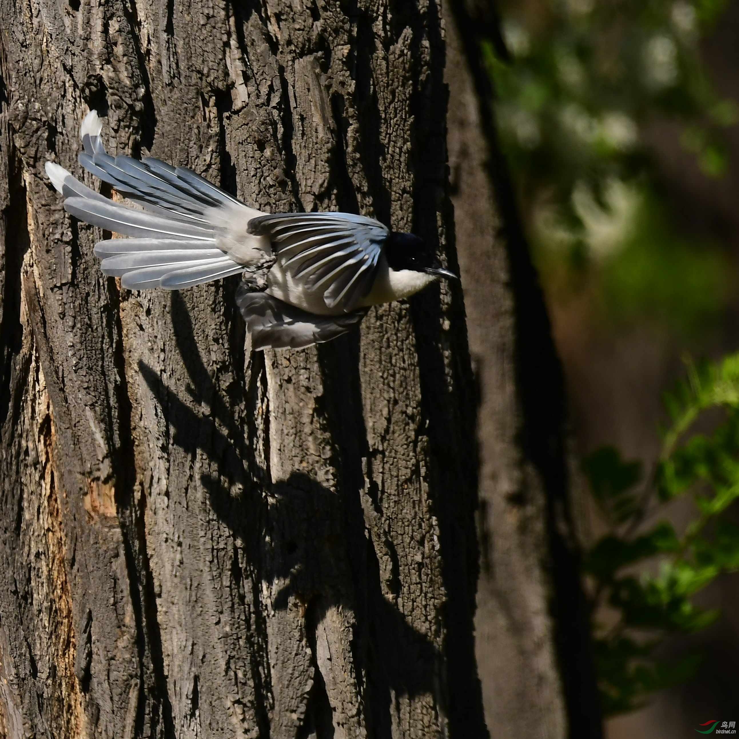 灰喜鹊的生动画面