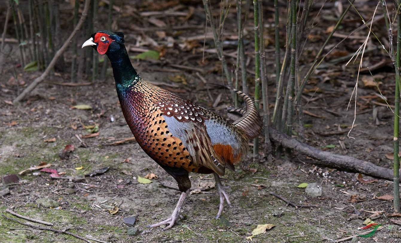 DSC_9016.jpg