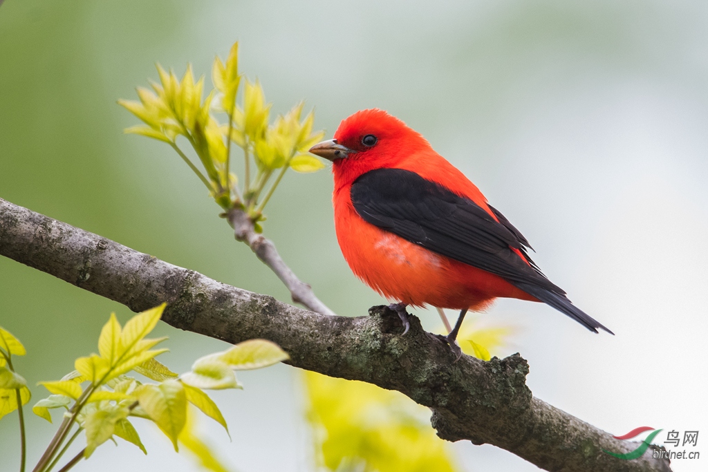 Scarlet Tanager.jpg