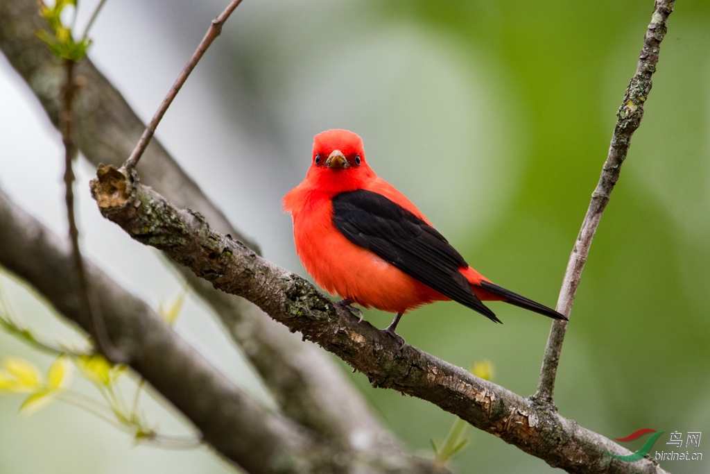 Scarlet Tanager3.jpg