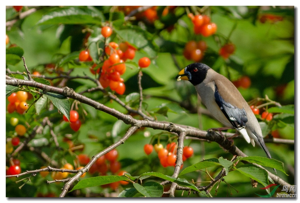 蜡嘴鸟吃樱桃