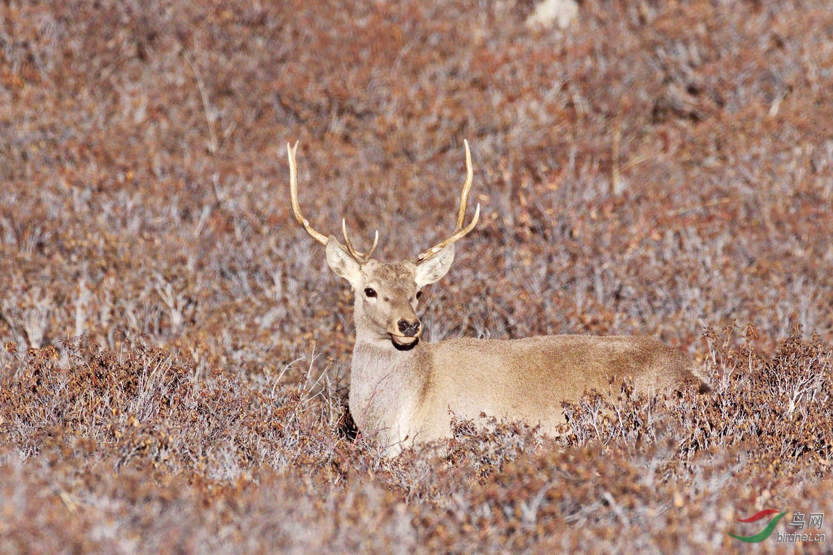马鹿- 甘肃版 gansu 鸟网