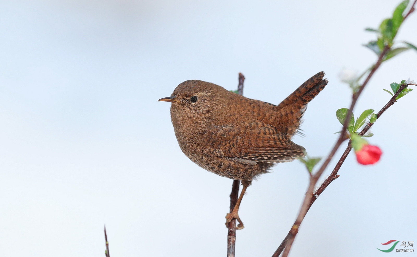 鹪鹩- 新疆版 xinjiang 鸟网