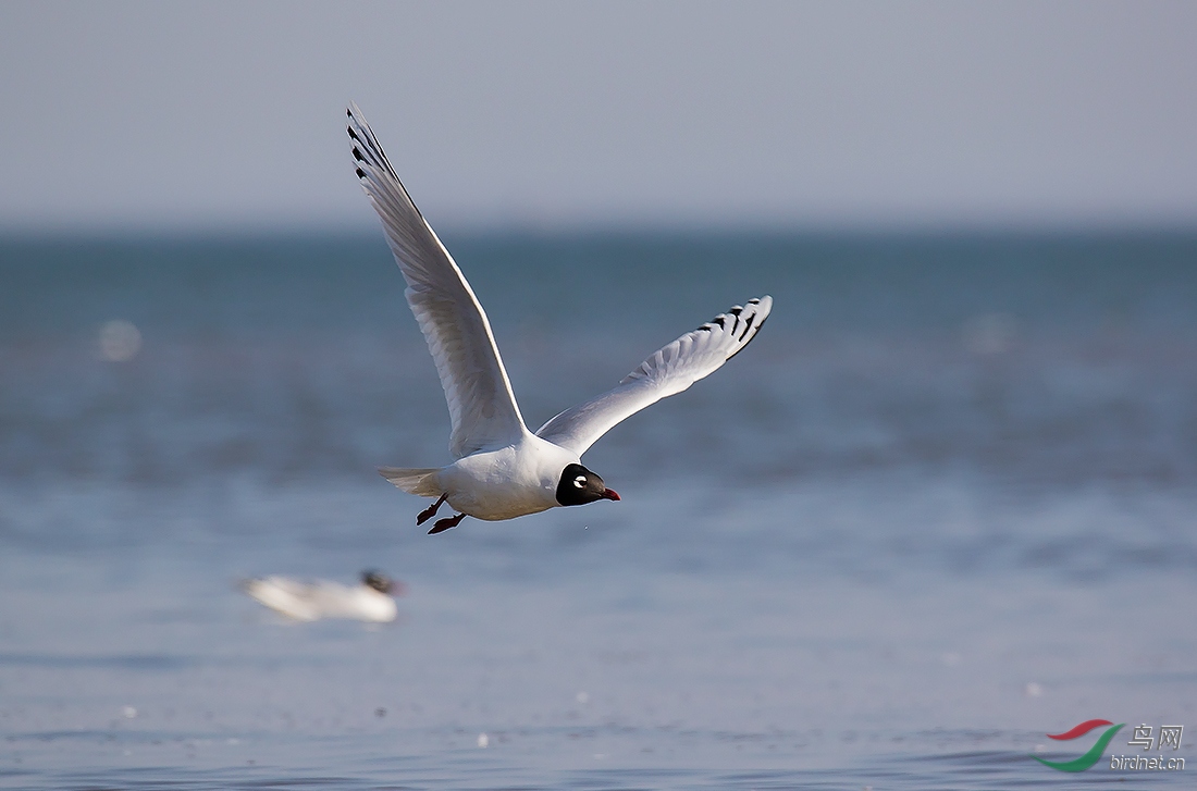 添砖加瓦之形单影只