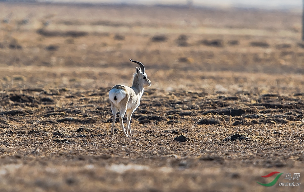孤苦伶仃(藏原羚羊)