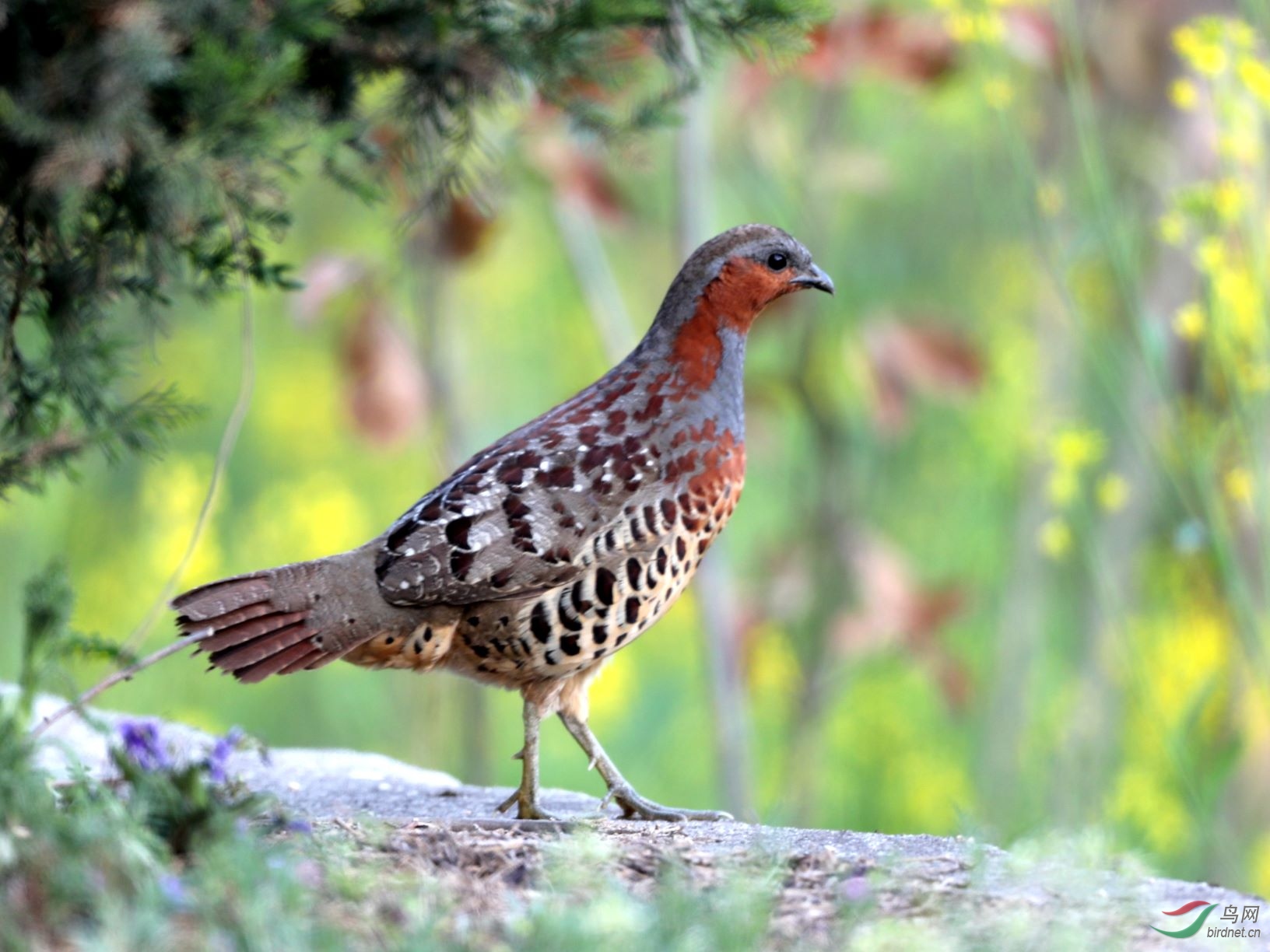 秦岭观鸟祝贺荣获首页图文精华