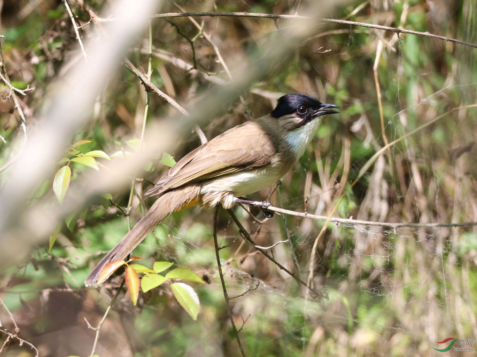 秦岭观鸟祝贺荣获首页图文精华