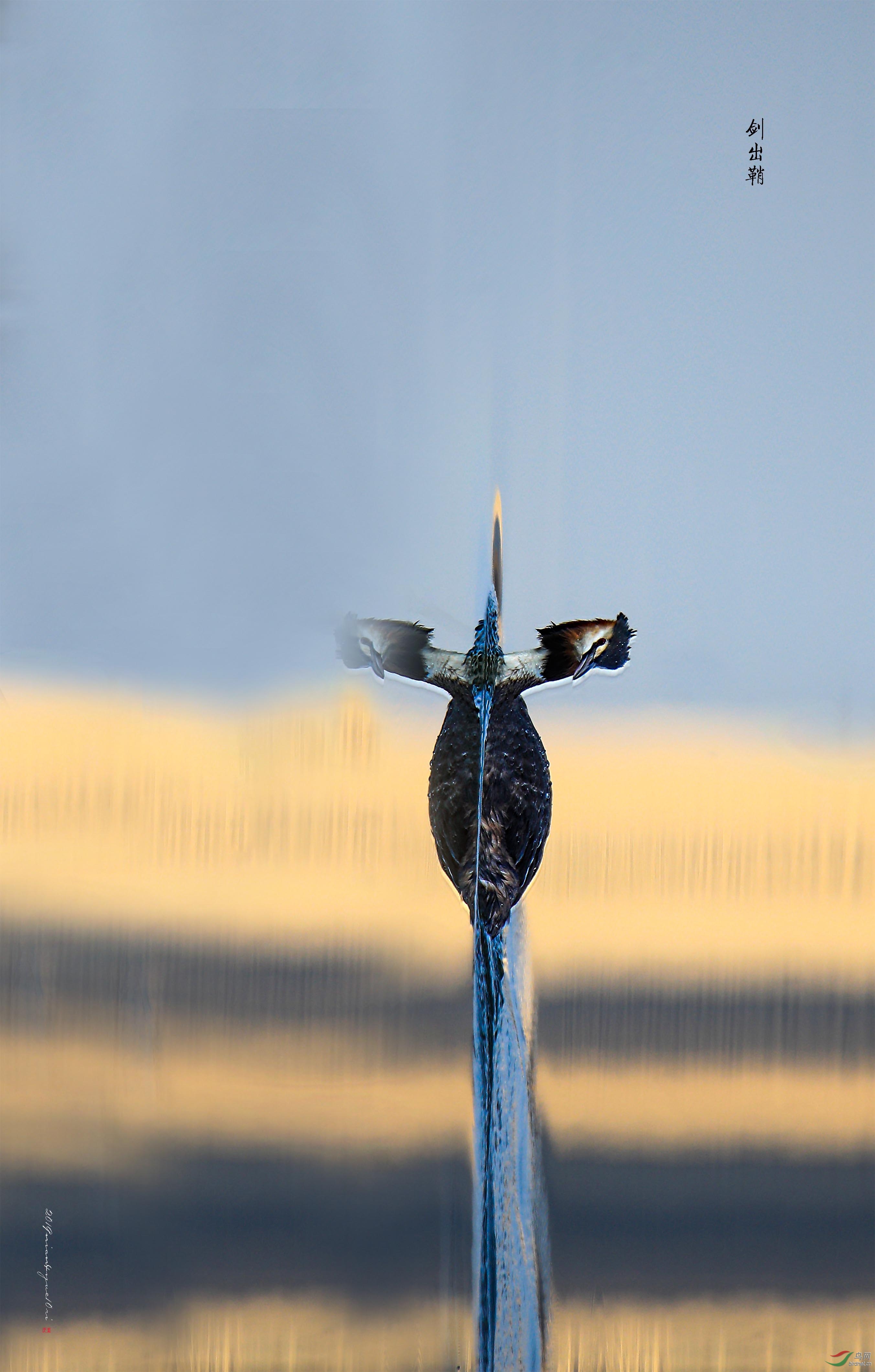 凤头鸊鷉之剑出鞘姜岭2019年4月10日摄于长春