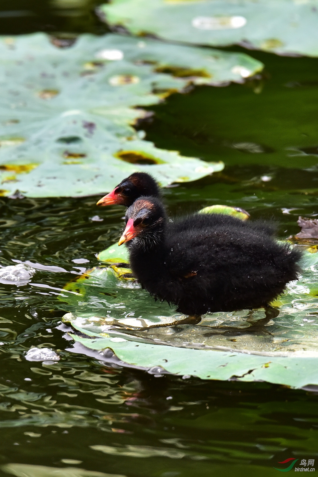 DSC_0877.JPG