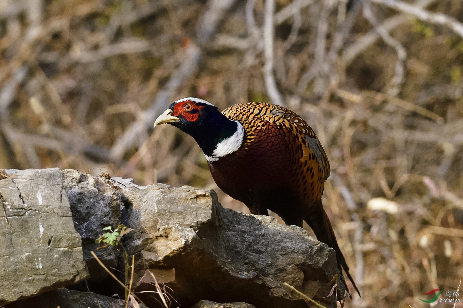 _DSC3452_2856a.jpg
