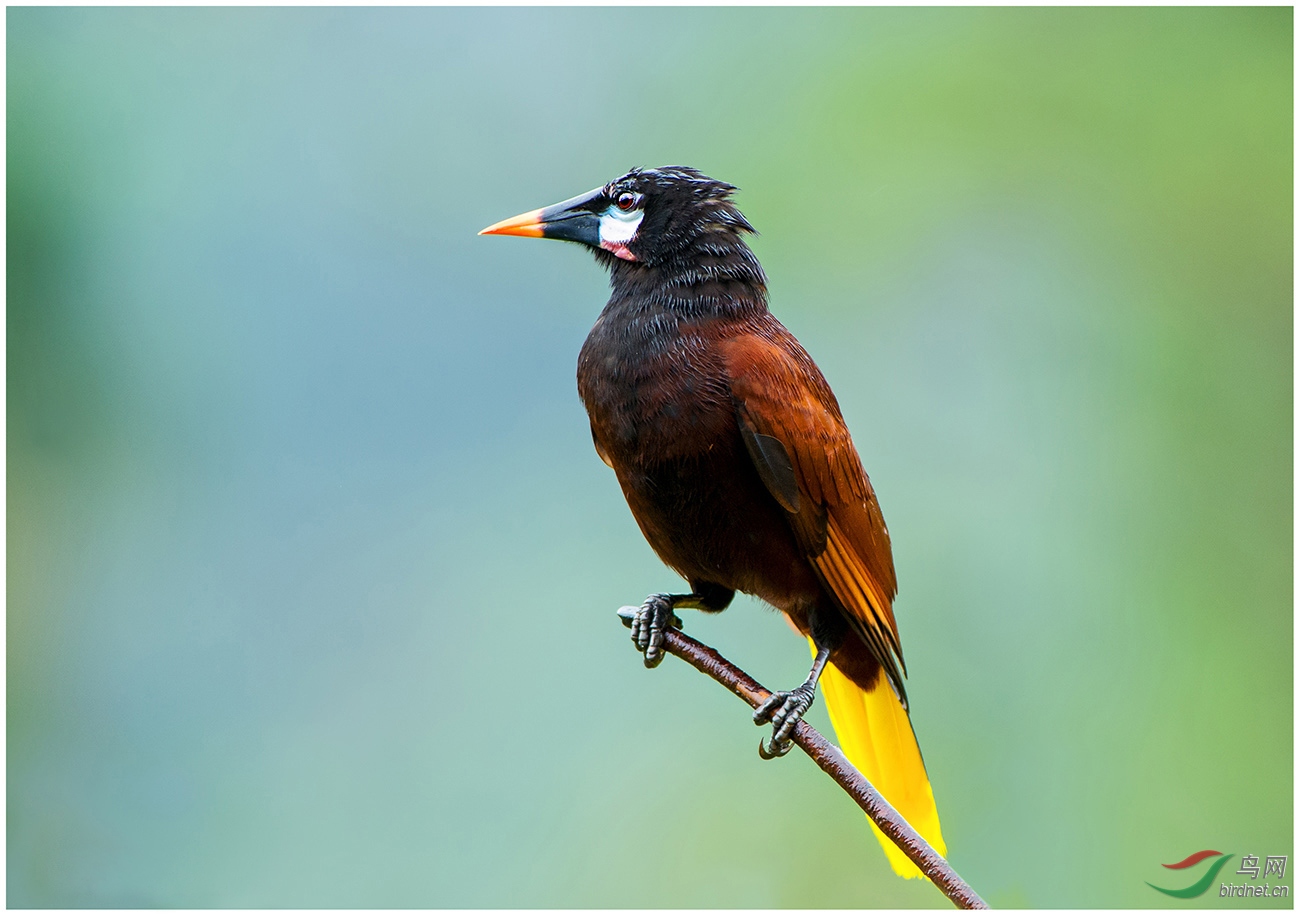 DSC_1984 ���^�M��B.jpg