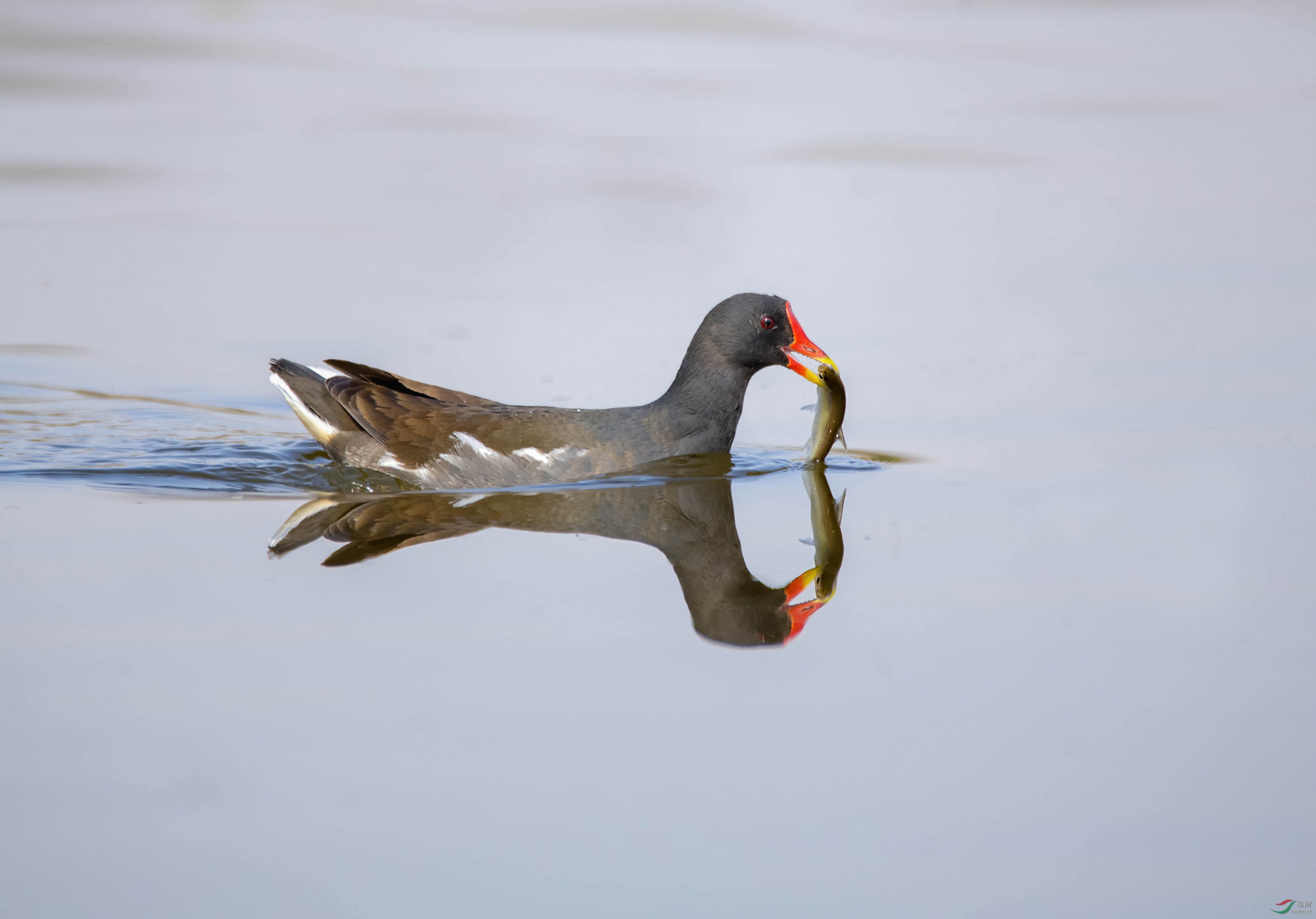 黑水鸡的收获 - 四川版 sichuan 鸟网