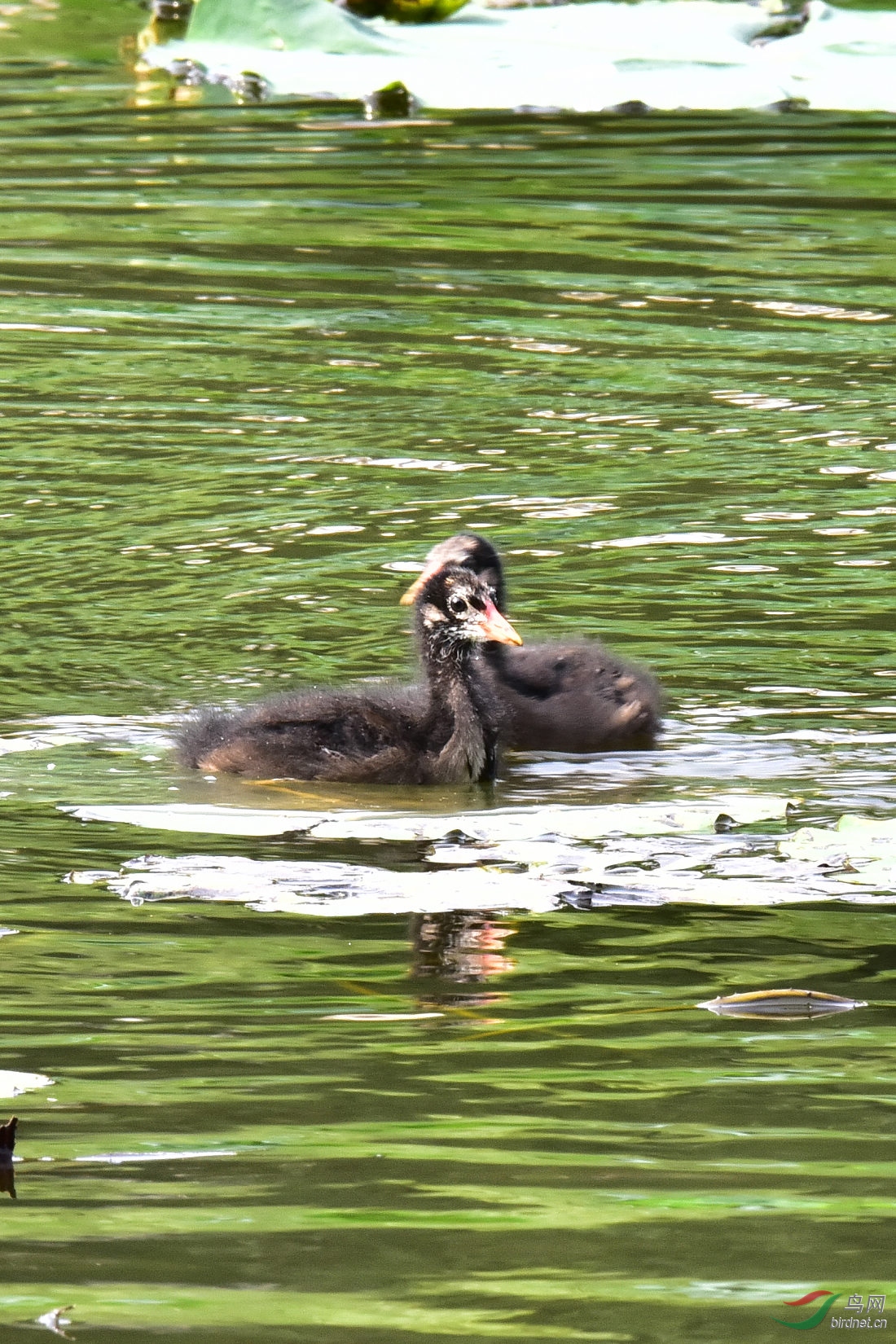 DSC_0881.JPG