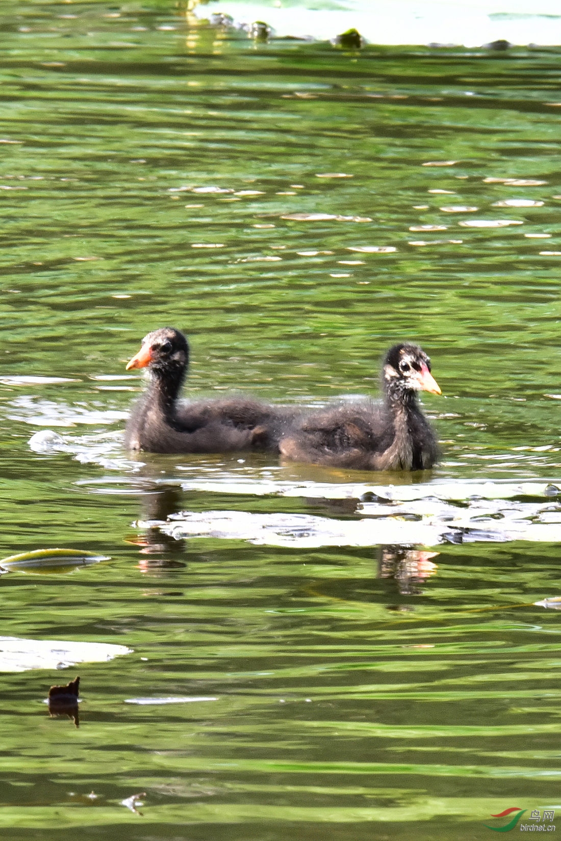 DSC_0882.JPG