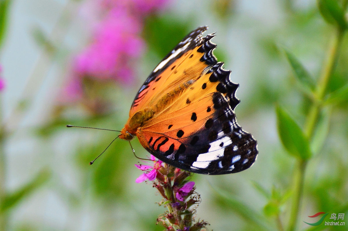 DSC_3977.JPG